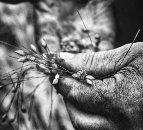 Grain price: Indications of harvest price will be a while off