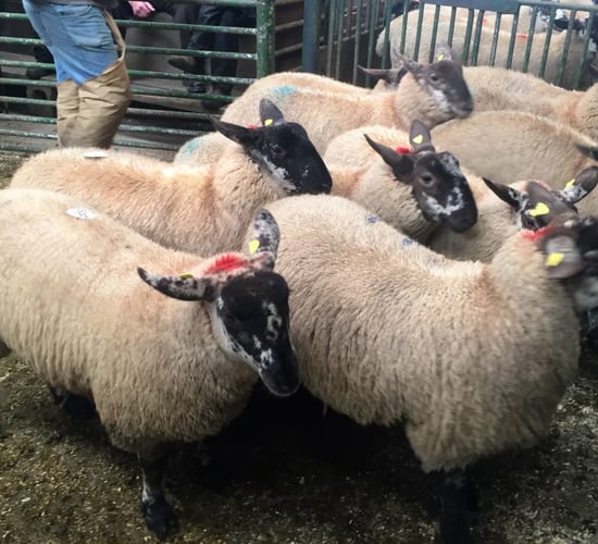 Countdown is on to 56th Borris Ewe Breeders' show and sale