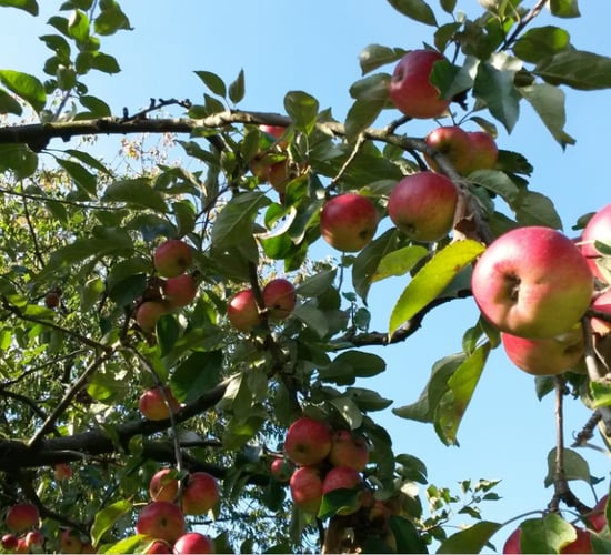 'Orchards for Farmers' launched to protect water quality