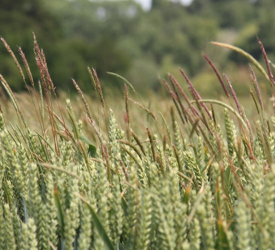 'Getting to grips with herbicide-resistant grass weeds a priority' - specialist