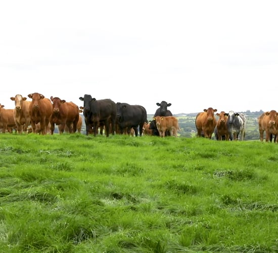 INHFA: New CAP should have special focus on sheep and cattle