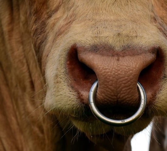 NI research to investigate link between stock genetics and temperament