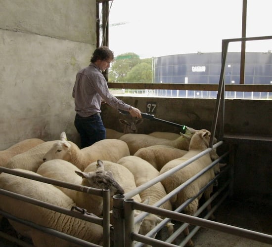 Video: Carnaross Mart installs EID reading technology