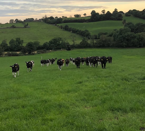 Weather conditions may offer perfect environment for lungworm to develop