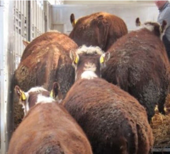 Beef farmers urged to bargain hard in 'favourable market conditions'