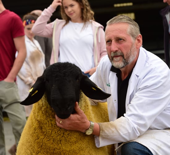 Retired car dealer making waves in the pedigree Suffolk sheep industry