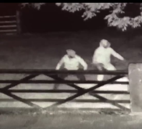 Video: Culprits caught on camera trying to butcher sheep