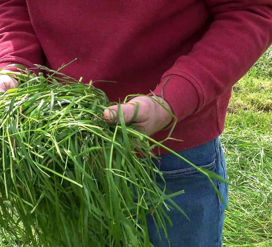 2020 Pasture Profit Index announced by Teagasc and the department