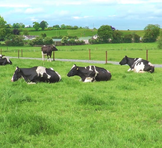 Video: The secret to becoming an NDC & Kerrygold Quality Milk Award winner