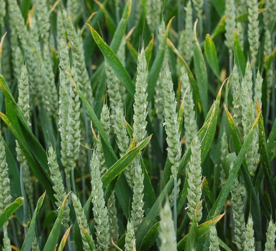 AHDB: International grain and oilseed prices on the rise