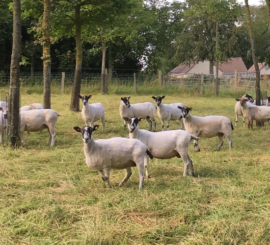 Tenders sought to develop masters programme in agroforestry