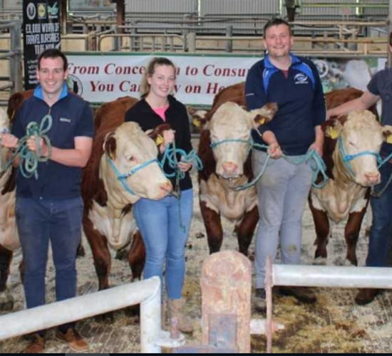 Irish Hereford Society holds cattle dressing and showing workshops