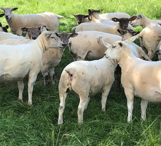 Sheep focus: Kildalton Agricultural College gets ready for breeding season