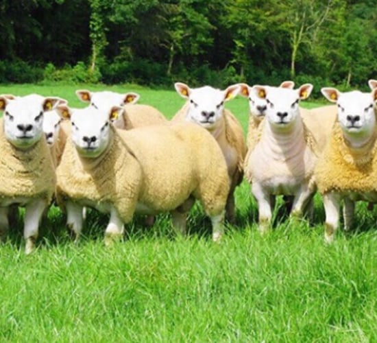 'Big Boy Ram Sale' set to take place this Friday