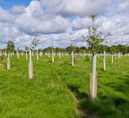 DAFM continues to 'process' forestry applications - minister