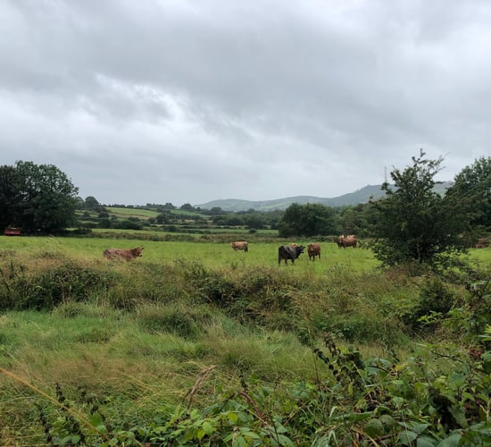 How serious is a no-deal Brexit for farmers working and living along the border?