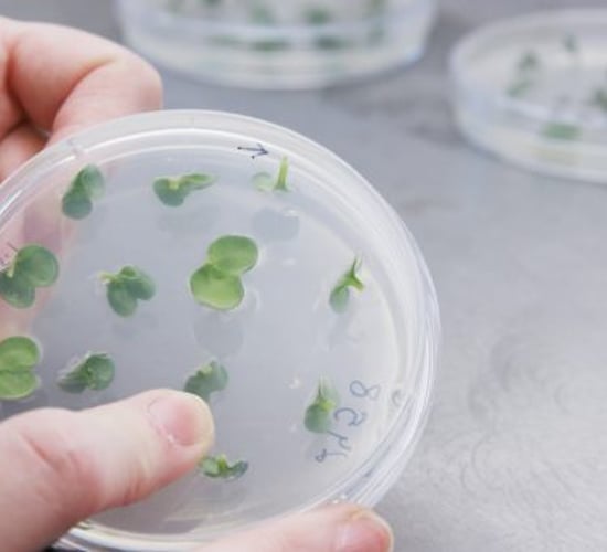 Petition launched to 'edit' plant-breeding ruling