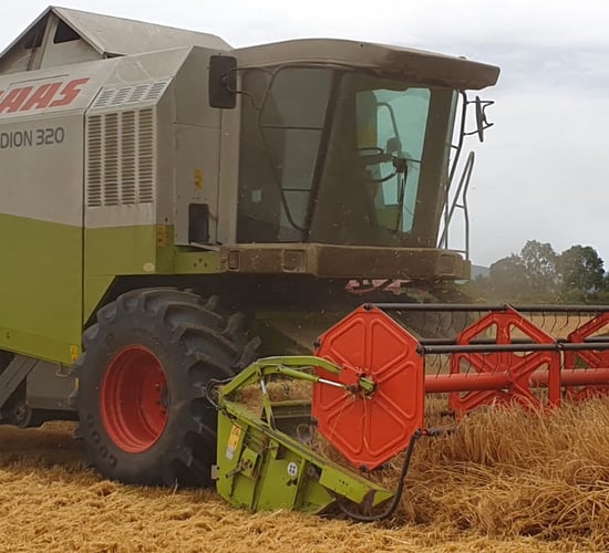 Straw decisions: To chop or not to chop?