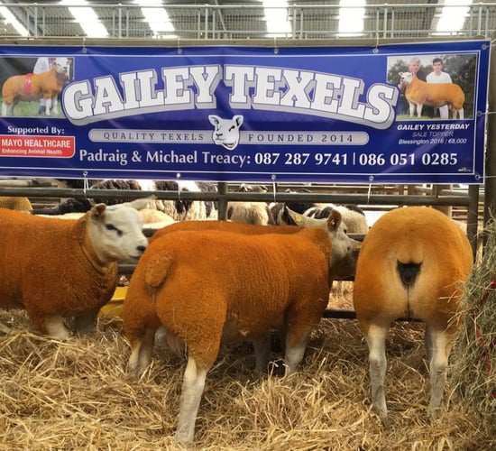 Trace element bolus key to exceptional fertility in pedigree sheep flock