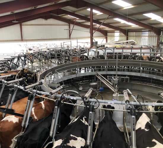 Buildings focus: Milking 300 cows in a 50-unit rotary parlour in Co. Galway