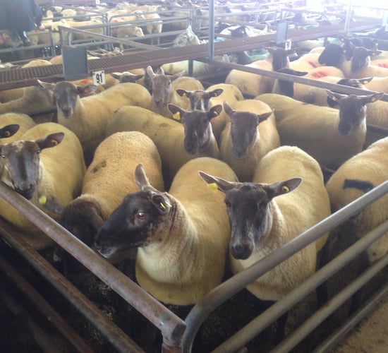 First marts approved to read electronic sheep tags; find out which...