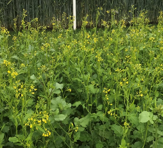 Plenty of time to plant a green cover