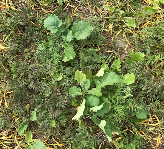 Tillage: What is the real value of cover crops