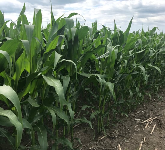 Brazil grain harvest reaches new record