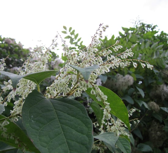 Moisture removal 100% effective in killing Japanese knotweed - study