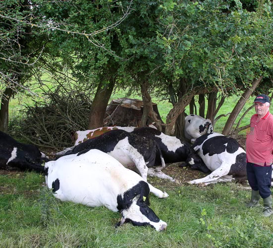 8 in-calf heifers killed by lightning in Co. Offaly