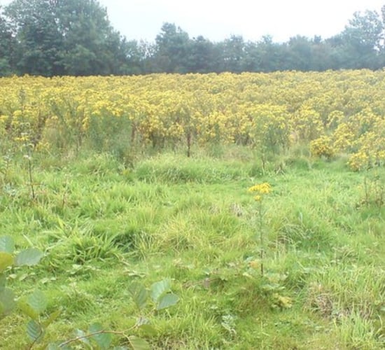 AFBI: Rise in submissions of carcasses exposed to ragwort