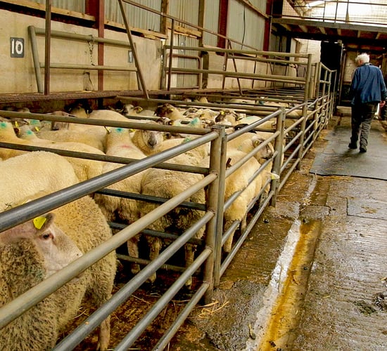 Sheep trade: Base quotes for lambs at €6.00/kg