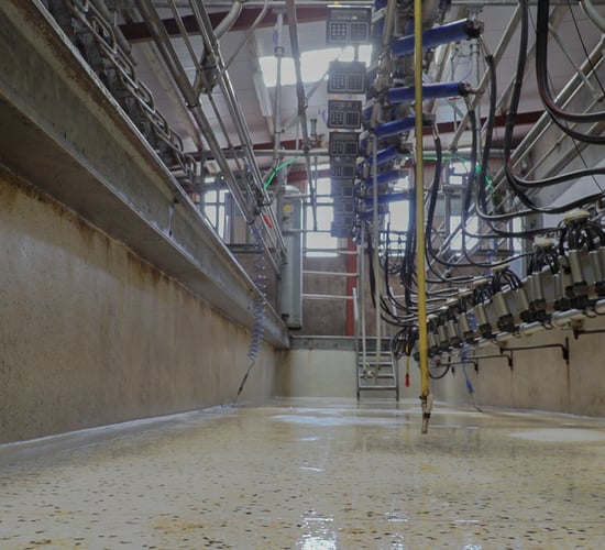 Kerry announces leading milk price payment for 2024 supplies