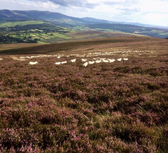 Watch: Challenges and opportunities for upland farmers