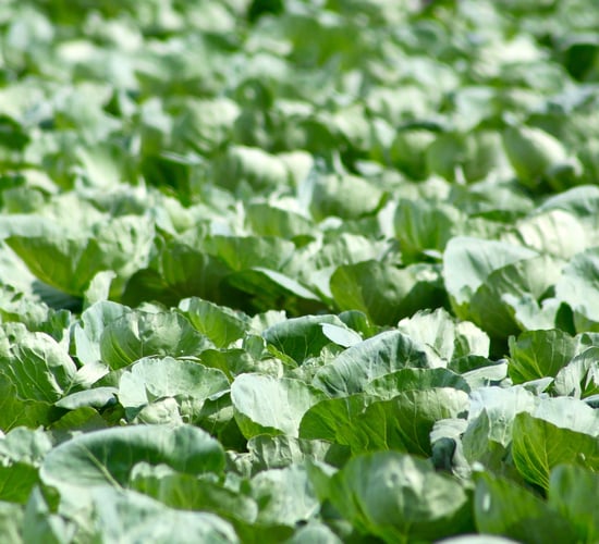 EU Food Safety Authority raises health concerns over chlorpyrifos