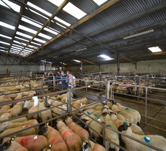 Sheep marts: Factory price cuts affecting trade, but hoggets in high demand