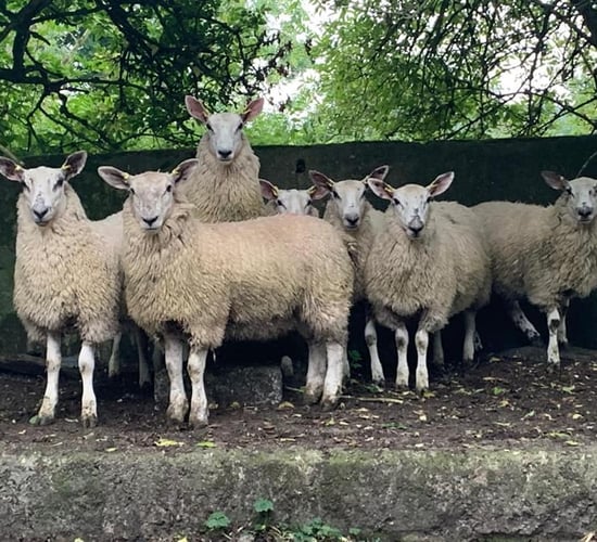 Carrick Prolific Ewe Lamb Breeders' Group sale set to take place this Saturday