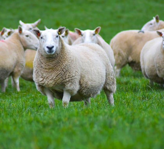 New Donegal Cheviot sheep group formed