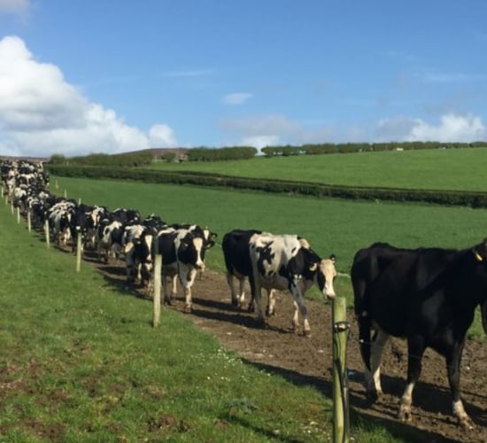 Letter to the editor: Irish farming needs a 'net carbon footprint'