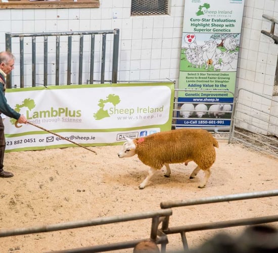 Sheep Ireland set to host its Lamb-Plus Elite €uro-Star Multi-Breed Ram Sale