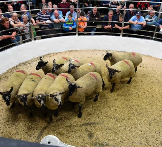 Tullow show and sale: Ewe-lamb trade 'exceeds expectations'