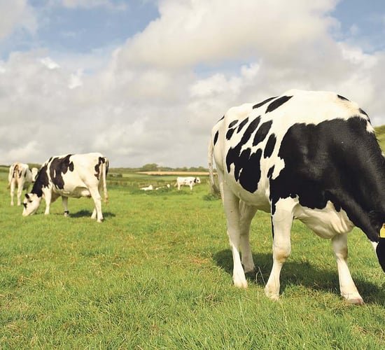 Keeping summer mastitis at bay