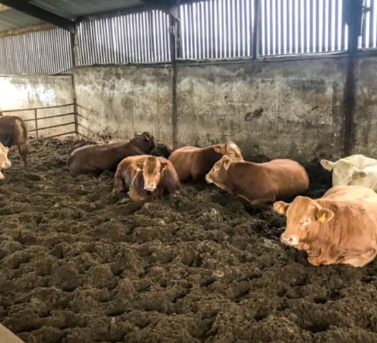 Analysis of Q2: How have Irish cattle graded in the beef processing plants?
