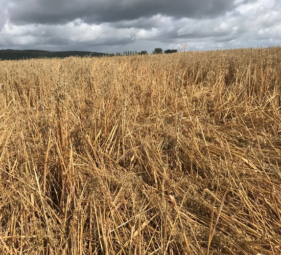 Tillage focus: Harvest becoming very difficult