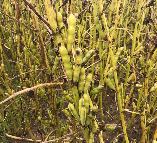 Tillage: Focus on financial benefit of protein crops
