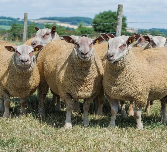 Irish Charollais Sheep Society set to host its pedigree ram sale