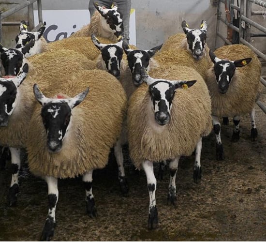 2,100 ewe lambs sold at the Mayo Mule and Greyface premier sale
