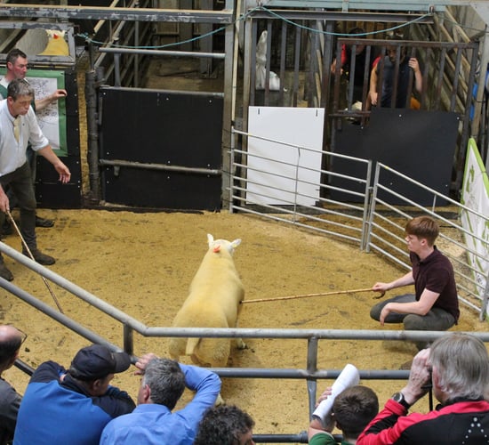 Rams hit €1,160 at Sheep Ireland €uro-Star Multi-Breed Sale