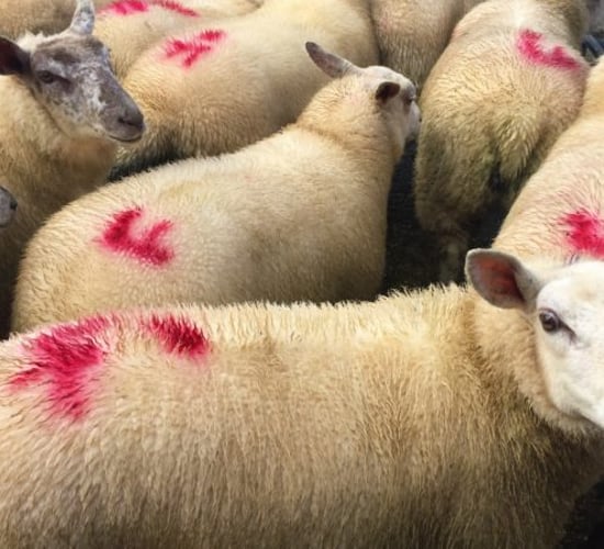 Sheep trade: Kill down nearly 4,000 head, while ewe and ram throughput increases