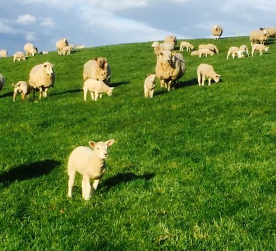 €14.7 million in Sheep Welfare Scheme payments to begin